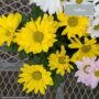 Pot Mum – 4.5″ Pot